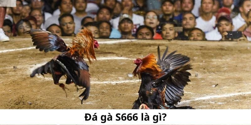 Nhà cái S666 cho phát sóng các trận đấu đá gà một cách chi tiết chân thực